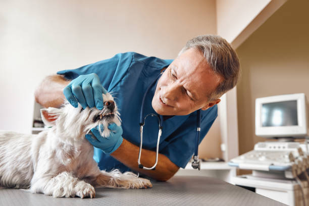  Brookridge, FL Emergency Dentist Pros